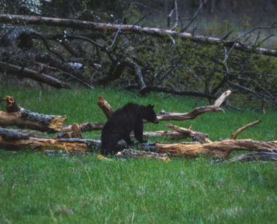 Tips for Planning a Backpacking Trip in Grizzly Bear Country