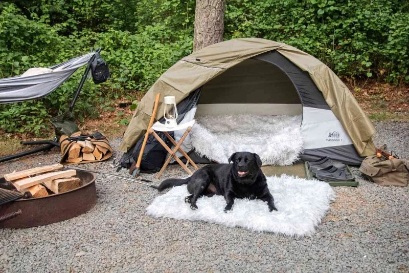 Tips for Finding the Best Campsite for Pet-Friendly Adventures