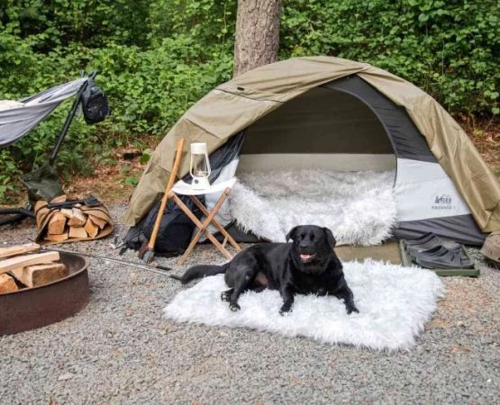 Tips for Finding the Best Campsite for Pet-Friendly Adventures