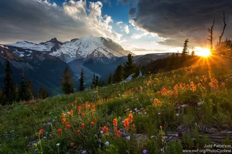The Benefits of Outdoor Photography for Nature Appreciation