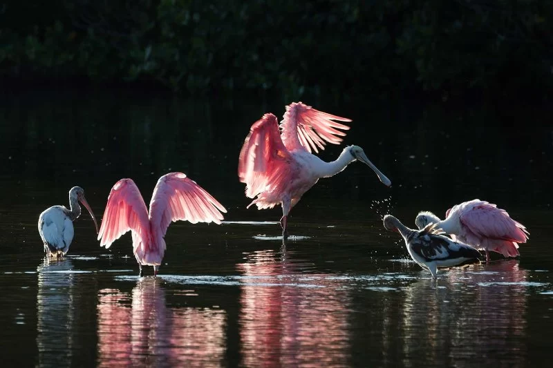 Tips for Finding the Best Campsite for Bird Photography