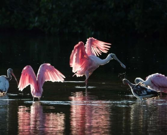Tips for Finding the Best Campsite for Bird Photography