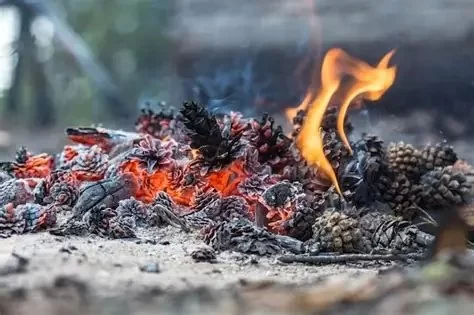 How to Deal with Minor Burns from Campfire Ashes: A Quick Guide