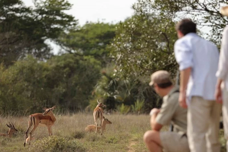 Understanding Animal Behavior for Safe Wildlife Encounters