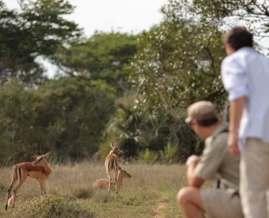Understanding Animal Behavior for Safe Wildlife Encounters