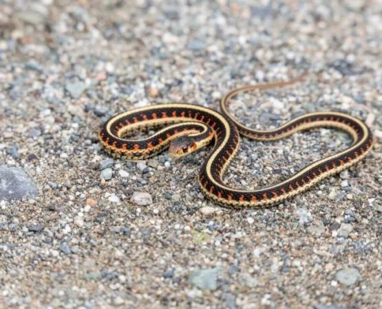 How to Deal with Snake Encounters While Camping