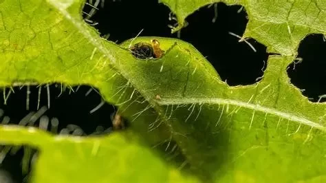 How to Deal with Insects & Mosquitoes Effectively