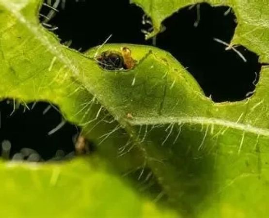 How to Deal with Insects & Mosquitoes Effectively
