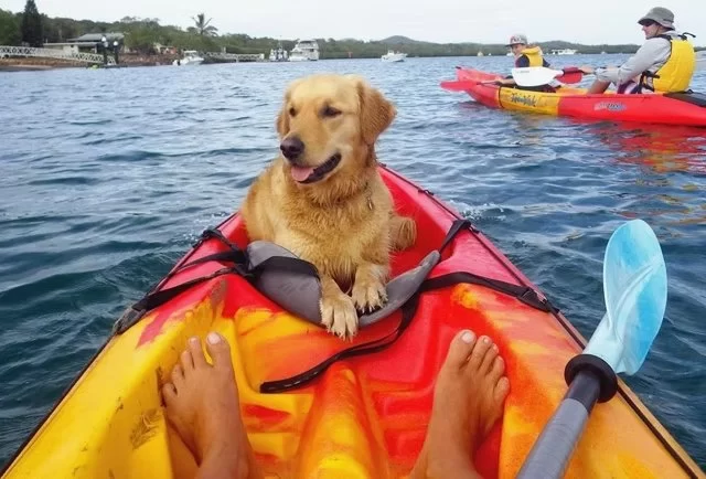 Essential Gear for Kayak Camping with a Dog