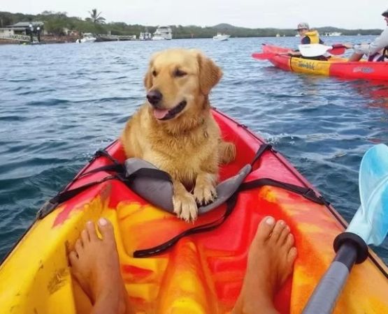 Essential Gear for Kayak Camping with a Dog