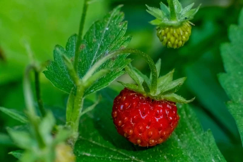 Identifying Edible Plants and Berries in the Wild: A Survival Guide