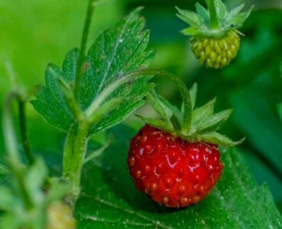 Identifying Edible Plants and Berries in the Wild: A Survival Guide