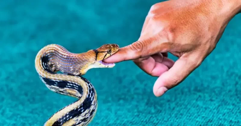 How to Deal with Snake Bites from Non-Venomous Snakes
