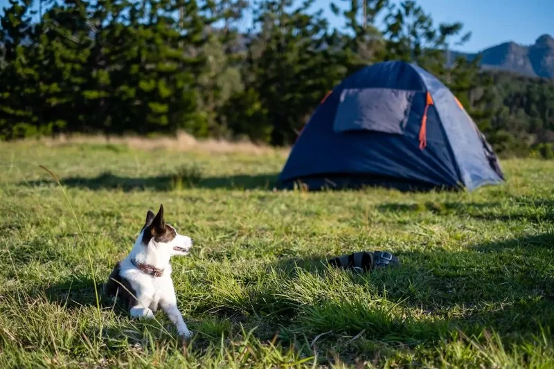 Camping with Pets: Pet-Friendly Campgrounds and Trails