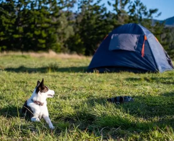 Camping with Pets: Pet-Friendly Campgrounds and Trails