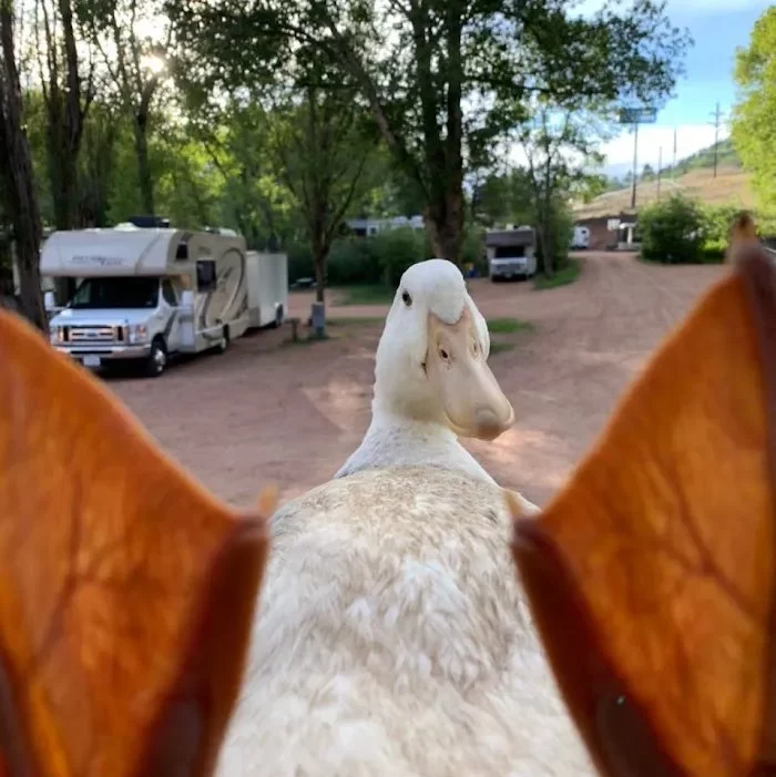 How to Keep Your Food Safe from Animals While Camping | Pine Cliff Resort