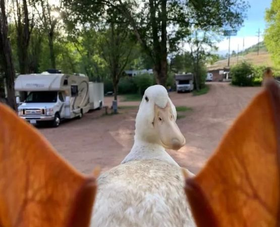 How to Keep Your Food Safe from Animals While Camping | Pine Cliff Resort