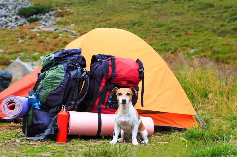 How to Camp with Your Dog: Tips for a Safe, Fun Outdoor Adventure