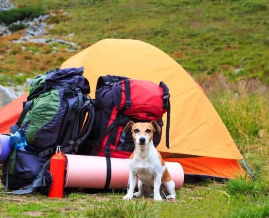 How to Camp with Your Dog: Tips for a Safe, Fun Outdoor Adventure