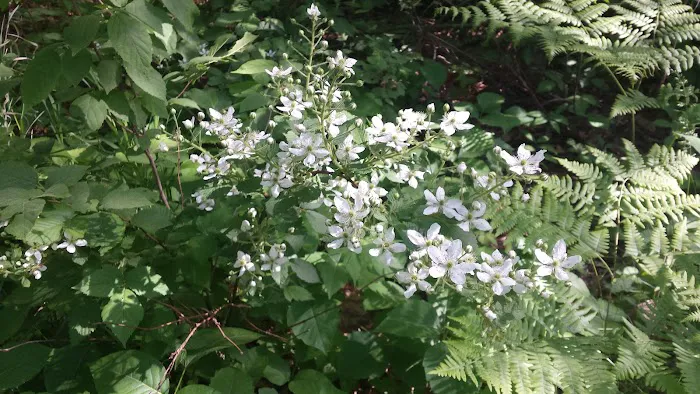 Cass Lake Campground Picture 7