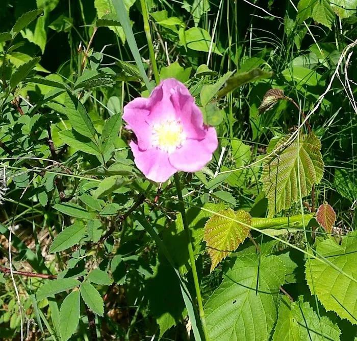 Cass Lake Campground Picture 3