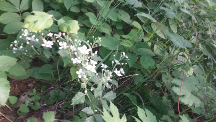 Cass Lake Campground Picture 5