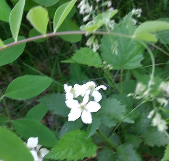 Cass Lake Campground Picture 6