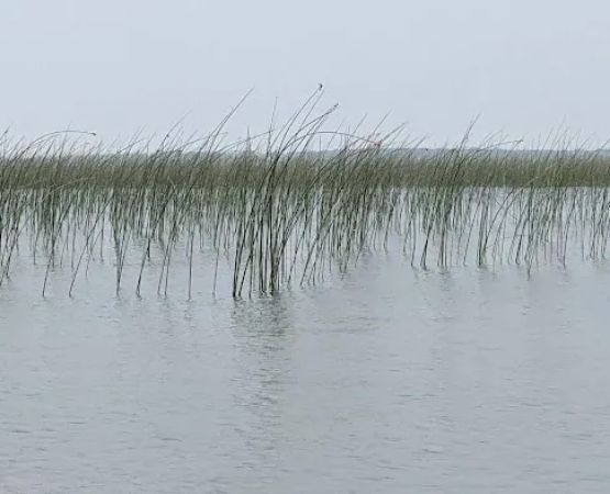 South Pike Bay Campground