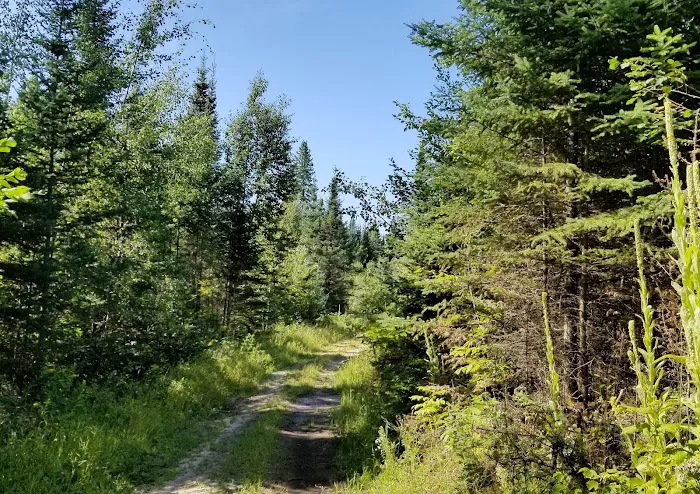 Hungryman Forest Campground Picture 1