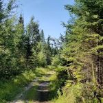 Hungryman Forest Campground