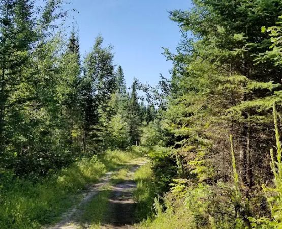 Hungryman Forest Campground