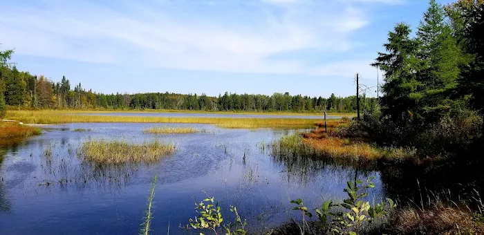 Hungryman Forest Campground Picture 6