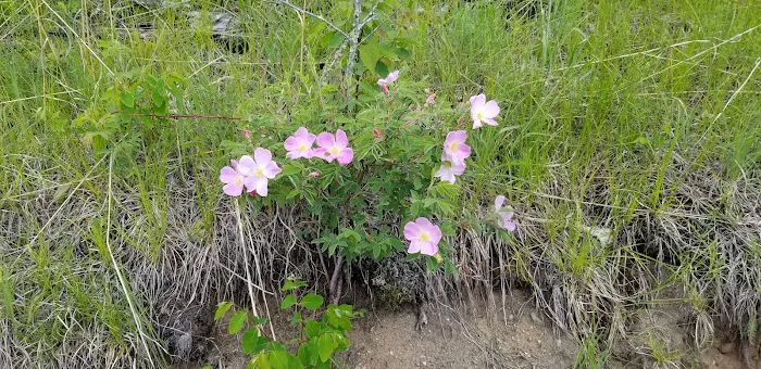 Hungryman Forest Campground Picture 7