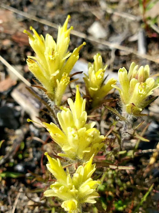 Ophir Creek Campground Picture 6