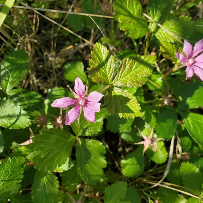Ophir Creek Campground Picture 8