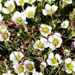 Ophir Creek Campground