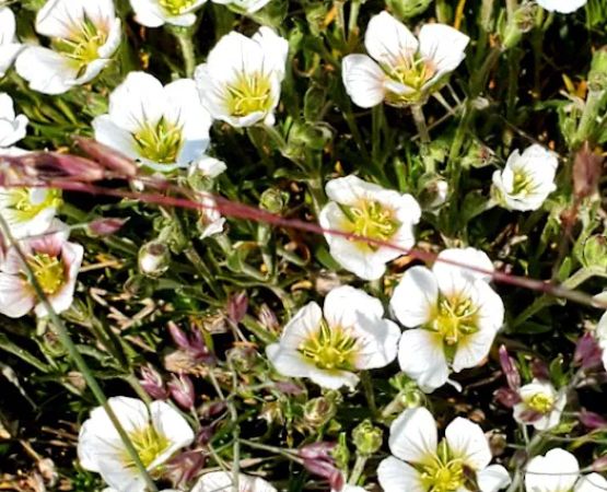 Ophir Creek Campground