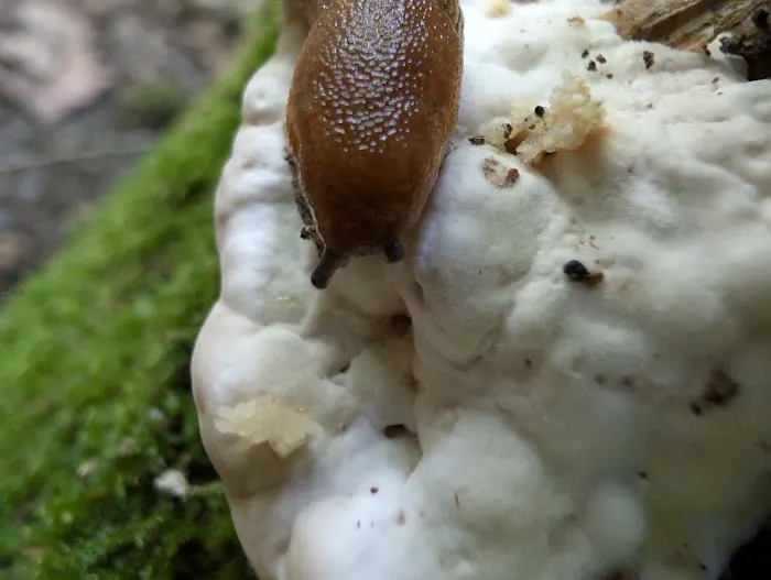 Lake of the Pines State Campground Picture 3