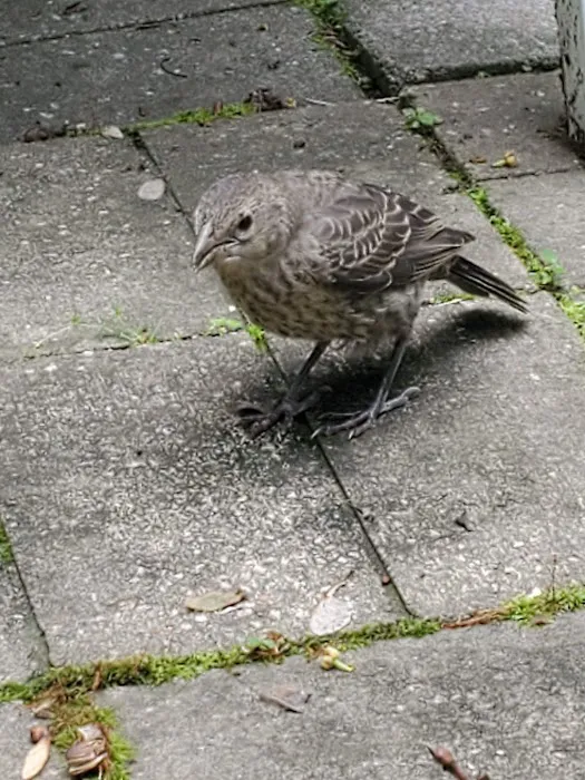 Heizler's Flambeau Forest Campground Picture 1