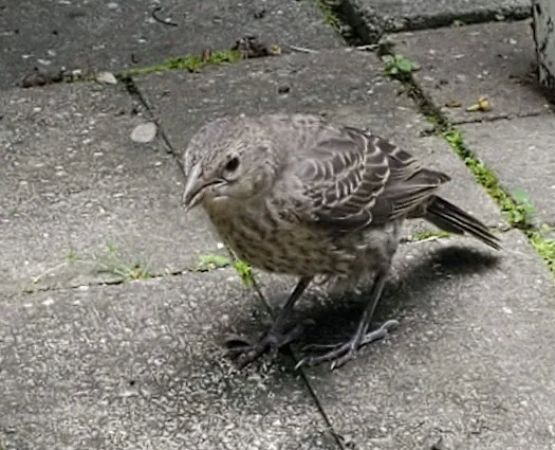Heizler's Flambeau Forest Campground