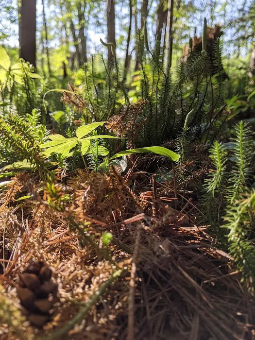 Connors Lake State Campground Picture 4
