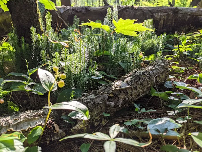 Connors Lake State Campground Picture 2