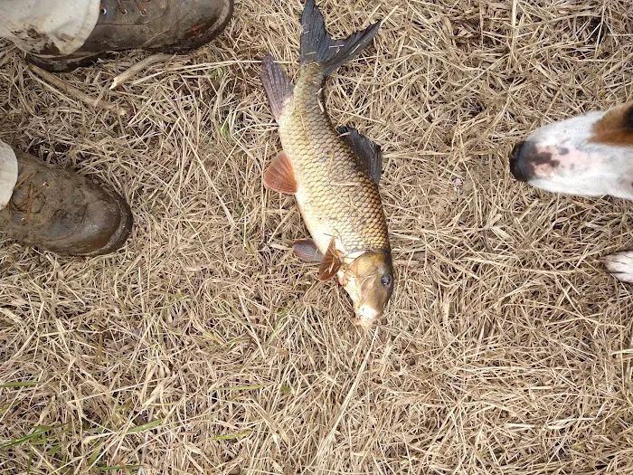 Stockfarm Bridge Campground Picture 3