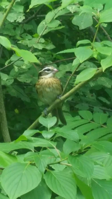 Spirit Lake Campground Picture 7