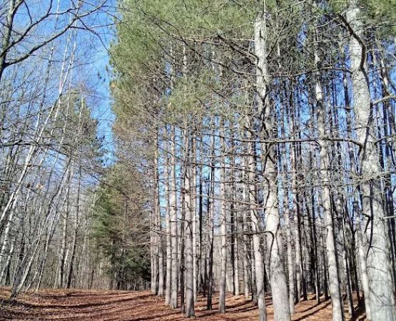 Wood Lake Campground