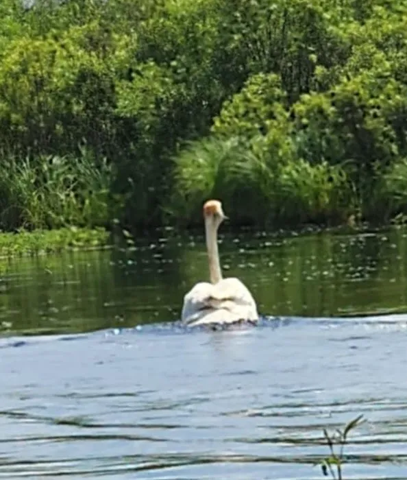 Majestic Pines Campground Picture 1