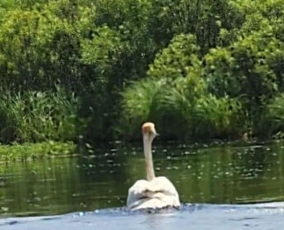 Majestic Pines Campground