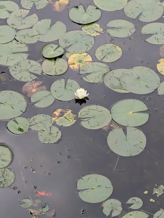 Spearhead Point Campground Picture 3