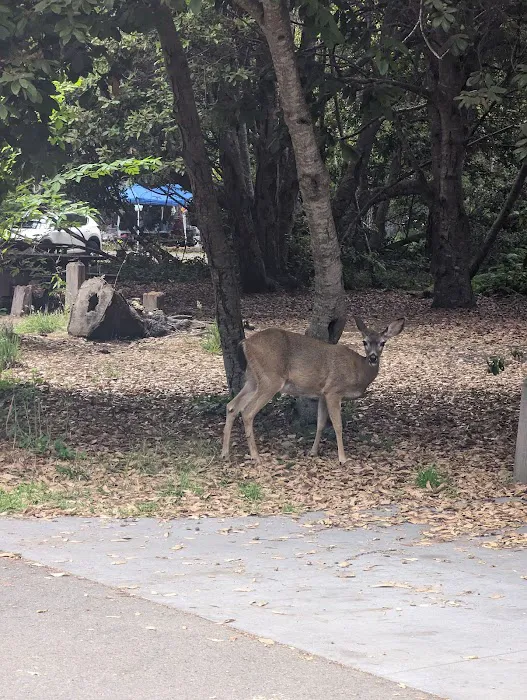 The Eastwood Campground Picture 5