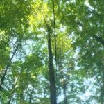 The Eastwood Campground